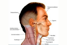 Head & Neack Cancer Surgery